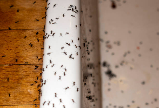 Best Mosquito Control Services  in Doylestown, OH